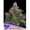 ANESIA SEEDS - SUN OF A PEACH FEM - 3 SEMI