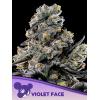 ANESIA SEEDS - VIOLET FACE FEM - 5 SEMI