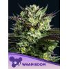 ANESIA SEEDS - WHAM BOOM FEM - 5 SEEDS