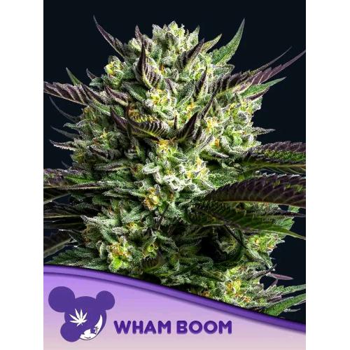 ANESIA SEEDS - WHAM BOOM FEM - 5 SEMI