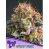 ANESIA SEEDS - APRICOT OREOZ FEM - 3 SEEDS