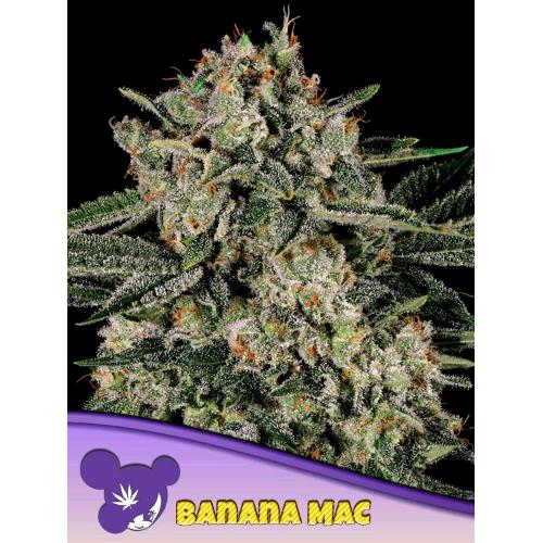 ANESIA SEEDS - BANANA MAC FEM - 25 SEEDS