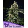 ANESIA SEEDS - BIG BAZOOKA FEM - 5 SEMI