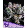 ANESIA SEEDS - BLACKBERRY MOONROCKS FEM - 3 SEEDS