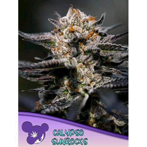 ANESIA SEEDS - CALYPSO SUNROCKS FEM  - 5 SEEDS
