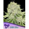ANESIA SEEDS - CASH COW FEM  - 3 SEEDS