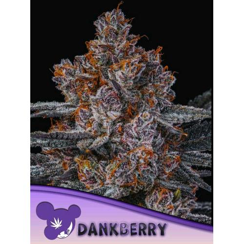 ANESIA SEEDS - DANKBERRY FEM - 3 SEEDS