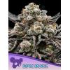 ANESIA SEEDS - EPIC BUZZ FEM - 3 SEEDS