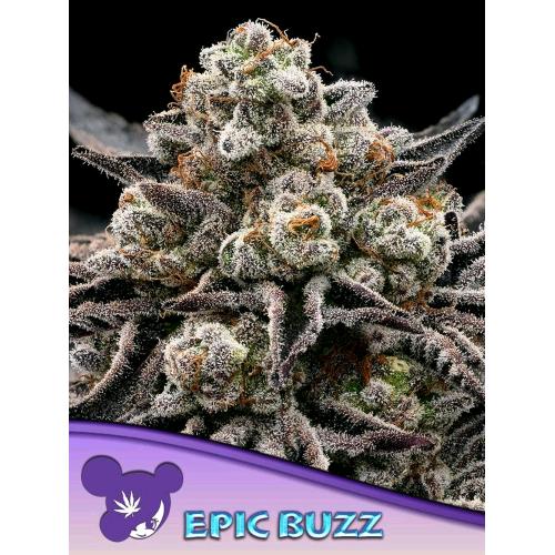 ANESIA SEEDS - EPIC BUZZ FEM - 10 SEMI
