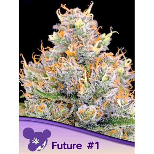 ANESIA SEEDS - FUTURE #1 FEM - 3 SEMI