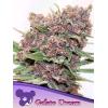 ANESIA SEEDS - GELATO DREAM FEM - 10 SEMI