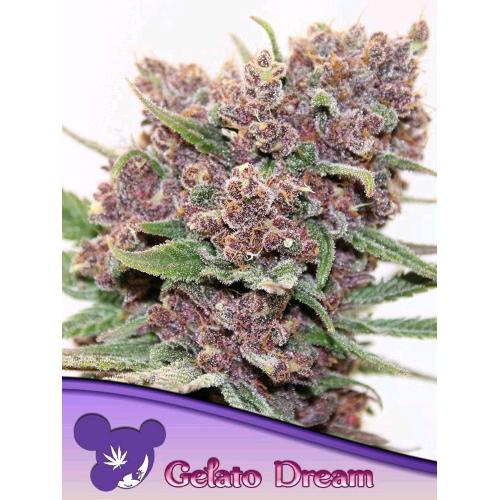 ANESIA SEEDS - GELATO DREAM FEM - 25 SEMI