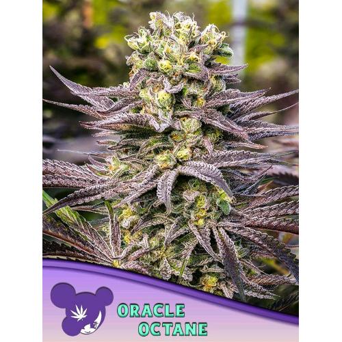 ANESIA SEEDS -  ORACLE OCTANE FEM - 3 SEEDS
