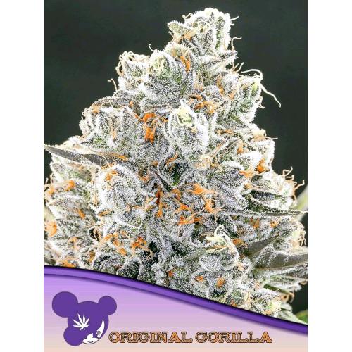 ANESIA SEEDS -  ORIGINAL GORILLA FEM - 5 SEEDS