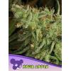 ANESIA SEEDS - SOUR APPLE FEM - 3 SEMI