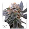 DUTCH PASSION - BLUE ZUSHI FEM - 3 SEMI