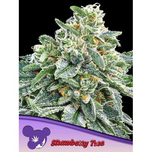 ANESIA SEEDS - STRAWBERRY TREE FEM - 5 SEEDS