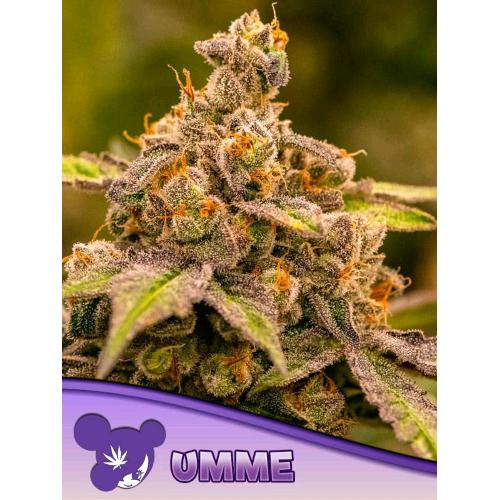 ANESIA SEEDS - UMME FEM - 25 SEEDS