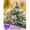 ANESIA SEEDS - VANILLA FROSTING FEM - 3 SEMI