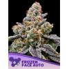 ANESIA SEEDS - FROZEN FACE AUTO - 3 SEMI