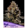 ANESIA SEEDS - SMASHBERRY FUMEZ AUTO - 5 SEEDS