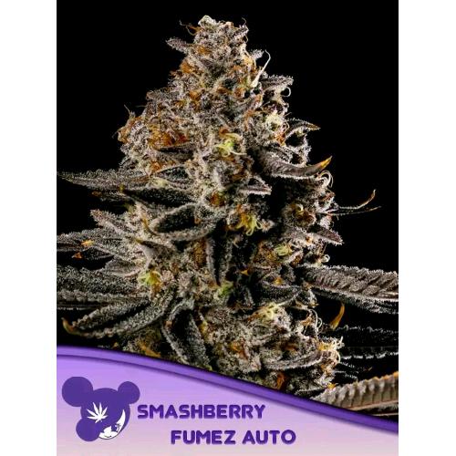 ANESIA SEEDS - SMASHBERRY FUMEZ AUTO - 3 SEEDS