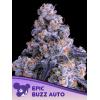 ANESIA SEEDS - EPIC BUZZ AUTO - 3 SEEDS