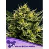 ANESIA SEEDS - WHAM BOOM AUTO - 3 SEEDS