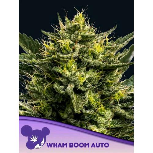 ANESIA SEEDS - WHAM BOOM AUTO - 10 SEEDS