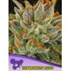 ANESIA SEEDS - FAT MONKEY AUTO - 3 SEEDS