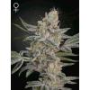 GREEN HOUSE - AIR LEMON (SUPER LEMON HAZE X RS11) - 1 SEME