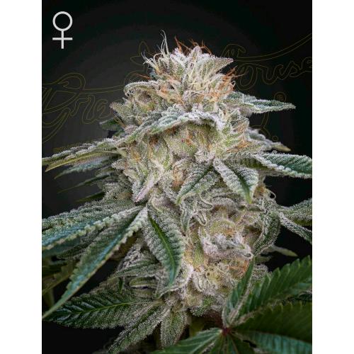 GREEN HOUSE - SUPER LEMON HAZE X GMO - 1 SEME