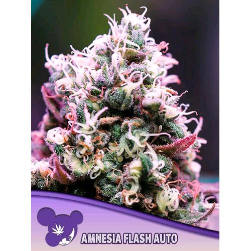 ANESIA SEEDS - AMNESIA FLASH AUTO - 25 SEEDS