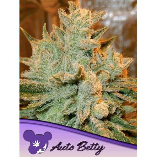ANESIA SEEDS - AUTO BETTY - 5 SEEDS