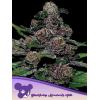 ANESIA SEEDS - AUTO BLACKBERRY MOONROCKS - 3 SEMI