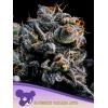 ANESIA SEEDS -  AUTO  BLUEBERRY BANANA  - 3 SEEDS