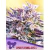 ANESIA SEEDS - AUTO BUBBLEGUM - 3 SEEDS