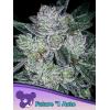 ANESIA SEEDS - AUTO FUTURE #1 - 3 SEMI
