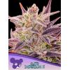 ANESIA SEEDS - AUTO IMPERIUM X - 3 SEEDS