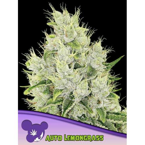 ANESIA SEEDS - AUTO LEMONGRASS - 25 SEEDS