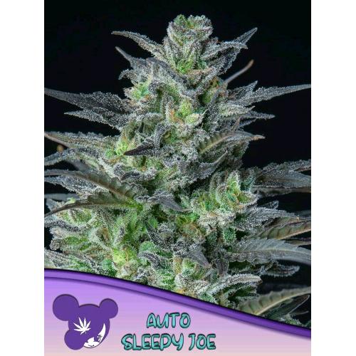 ANESIA SEEDS - AUTO SLEEPY JOE  - 5 SEEDS