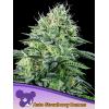 ANESIA SEEDS - AUTO STRAWBERRY BANANA - 5 SEEDS