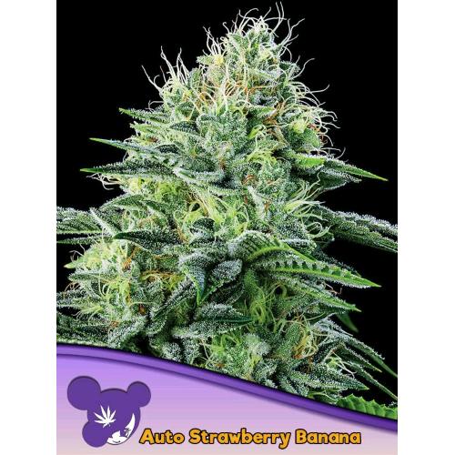 ANESIA SEEDS - AUTO STRAWBERRY BANANA - 25 SEEDS