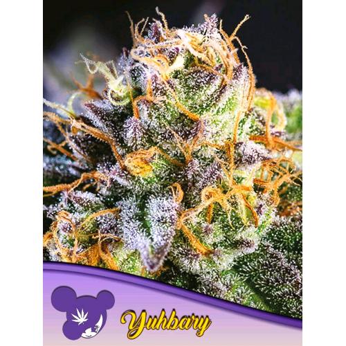 ANESIA SEEDS - AUTO YUHBARY - 10 SEMI