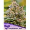 ANESIA SEEDS - BIG BAZOOKA AUTO - 3 SEEDS