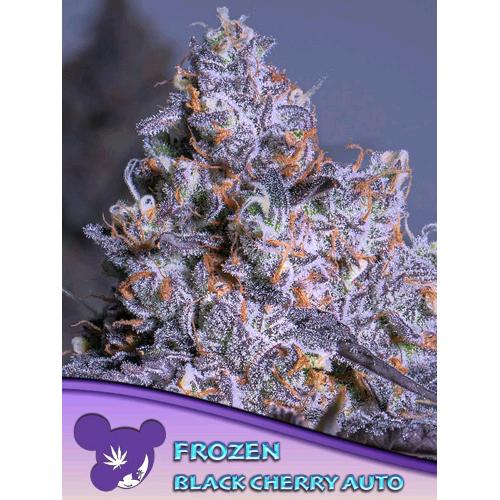 ANESIA SEEDS - FROZEN BLACK CHERRY AUTO - 5 SEMI