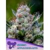 ANESIA SEEDS - GREEN APPLE JUICE AUTO - 5 SEMI