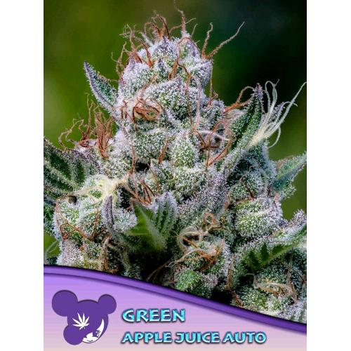 ANESIA SEEDS - GREEN APPLE JUICE AUTO - 5 SEEDS