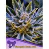 ANESIA SEEDS -  PINEAPPLE RUNTZ AUTO - 5 SEEDS