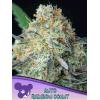ANESIA SEEDS - RAINBOW DONUT AUTO - 3 SEEDS